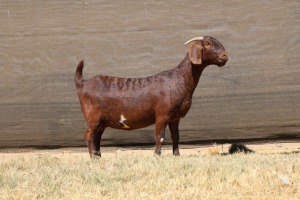 1X KALAHARI RED STUD 48-614 PREGNANT DOE VAN HEERDEN STOET (IVAN & MALAN)