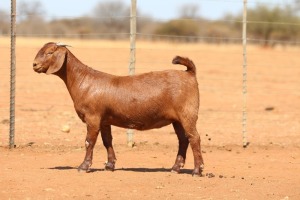 1X KALAHARI RED FLOCK 48-911 DOE ANTON & RICKUS BOTHMA