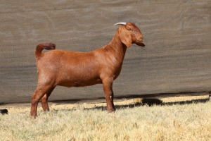 1X KALAHARI RED STUD 48-613 DOE VAN HEERDEN STOET (IVAN & MALAN)