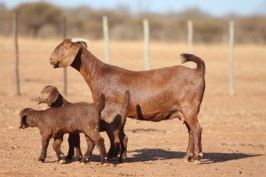 1X KALAHARI RED FLOCK 48-904 DOE ANTON & RICKUS BOTHMA