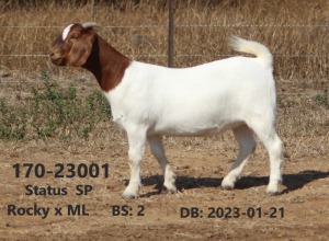 WITHDRAWN - 1X BOER GOAT - DOE FOURIE BOERBOKSTOET