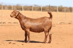 1X KALAHARI RED FLOCK 48-913 PREGNANT DOE ANTON & RICKUS BOTHMA