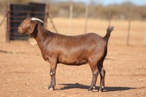 1X KALAHARI RED FLOCK 48-912 PREGNANT DOE ANTON & RICKUS BOTHMA