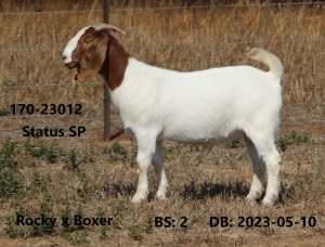 WITHDRAWN - 1X BOER GOAT - DOE FOURIE BOERBOKSTOET