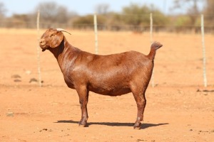 1X KALAHARI RED FLOCK 48-908 PREGNANT DOE ANTON & RICKUS BOTHMA