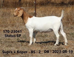 1X BOER GOAT FLOCK TEAT 48-933 DOE FOURIE BOERBOKSTOET