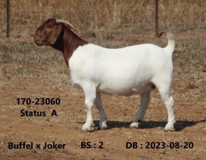 1X BOER GOAT FLOCK 48-934 DOE FOURIE BOERBOKSTOET