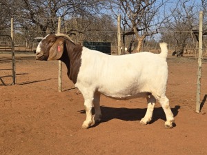 1X BOER GOAT FLOCK 48-946 DOE VOORBOK