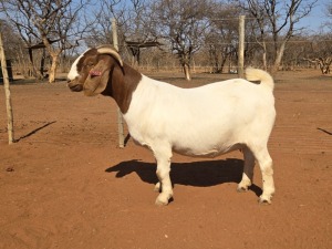 1X BOER GOAT FLOCK 48-948 DOE VOORBOK