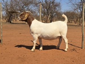 1X BOER GOAT FLOCK TEAT 48-945 DOE VOORBOK