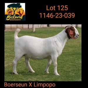 1X BOER GOAT FLOCK 48-931 DOE Bosland Boerdery