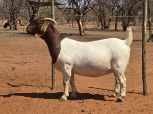 1X BOER GOAT FLOCK 48-944 DOE VOORBOK