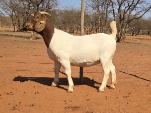 1X BOER GOAT FLOCK 48-947 DOE VOORBOK