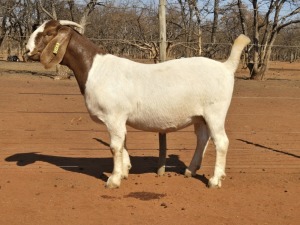 1X BOER GOAT FLOCK 48-950 DOE VOORBOK