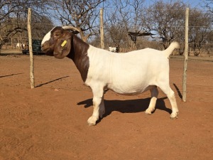 1X BOER GOAT FLOCK 48-952 DOE VOORBOK