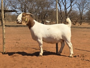 1X BOER GOAT FLOCK 48-954 DOE VOORBOK