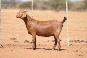 1X KALAHARI RED FLOCK 48-910 PREGNANT DOE ANTON & RICKUS BOTHMA