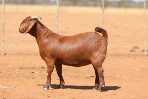 1X KALAHARI RED FLOCK 48-914 DOE ANTON & RICKUS BOTHMA