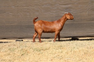 1X KALAHARI RED FLOCK 48-873 DOE VAN HEERDEN STOET (IVAN & MALAN)