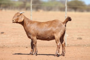 1X KALAHARI RED FLOCK 48-909 PREGNANT DOE ANTON & RICKUS BOTHMA