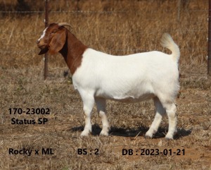 1X BOER GOAT FLOCK 48-937 DOE FOURIE BOERBOKSTOET