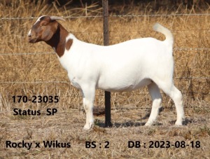 1X BOER GOAT FLOCK 48-938 DOE FOURIE BOERBOKSTOET