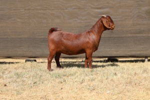 1X KALAHARI RED FLOCK TEAT 48-872 DOE VAN HEERDEN STOET (IVAN & MALAN)