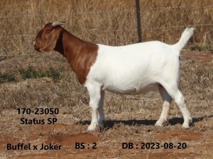 1X BOER GOAT FLOCK 48-932 DOE FOURIE BOERBOKSTOET