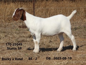 1X BOER GOAT FLOCK 48-936 DOE FOURIE BOERBOKSTOET