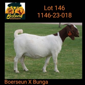 1X BOER GOAT FLOCK 48-929 PREGNANT DOE Bosland Boerdery