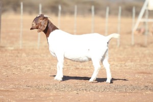 WITHDRAWN - 1X BOER GOAT - DOE ANTON & RICKUS BOTHMA