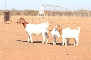 WITHDRAWN - 1X BOER GOAT - DOE ANTON & RICKUS BOTHMA