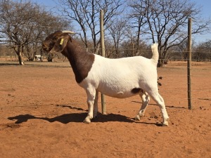 1X BOER GOAT FLOCK 48-953 DOE VOORBOK