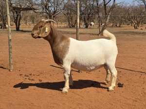 1X BOER GOAT FLOCK 48-951 DOE VOORBOK