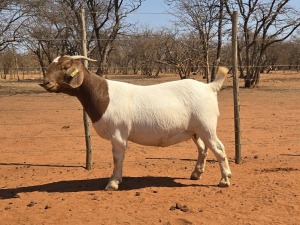 1X BOER GOAT FLOCK 48-955 DOE VOORBOK