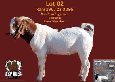 WITHDRAWN - 1X BOER GOAT BUCK ESP BOERBOK STOET