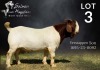 1X BOER GOAT STUD BUCK SALMON VAN HUYSSTEEN BOER GOAT STUD