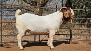 1X BOER GOAT BUCK WIANCKO BOERBOKSTOET