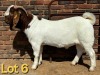 WITHDRAWN - 1X BOER GOAT BUCK SCHOONHEID BOERBOK STOET