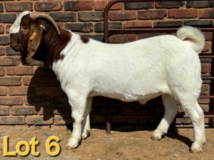 1X BOER GOAT BUCK SCHOONHEID BOERBOK STOET