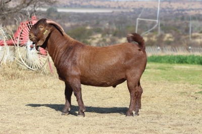 1X KALAHARI RED FLOCK BUCK PEET VAN VUREN KALAHARI RED STOET