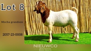 1X BOER GOAT BUCK NIEUWCO BOERBOKKE