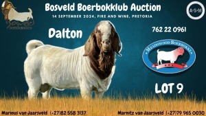 1X BOER GOAT BUCK MEADOWOOD BOERBOKKE