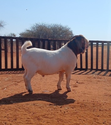 1X BOER GOAT FLOCK ON TEAT BUCK HARDEKOOL BOERBOK STOET