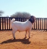 1X BOER GOAT FLOCK ON TEAT BUCK HARDEKOOL BOERBOK STOET - 2