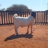 1X BOER GOAT FLOCK ON TEAT BUCK HARDEKOOL BOERBOK STOET - 3