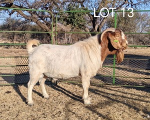 1X BOER GOAT BUCK ELYSIUM BOERBOKSTOET