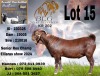 1X KALAHARI RED FLOCK ON TEAT BUCK BLG STUD BREEDERS