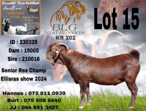 1X KALAHARI RED BUCK BLG STUD BREEDERS