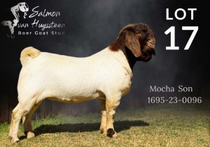 1X BOER GOAT FLOCK ON COLOUR BUCK SALMON VAN HUYSSTEEN BOER GOAT STUD